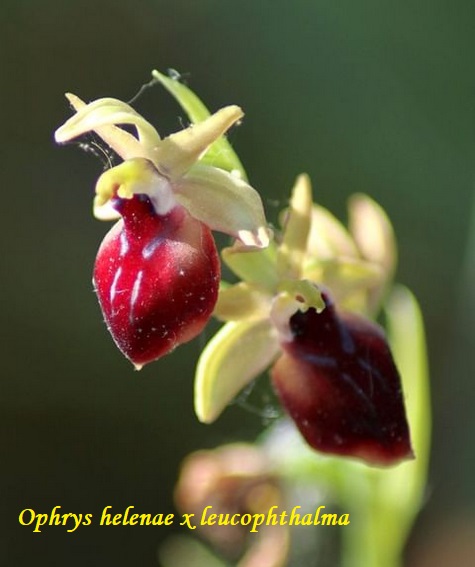 Orchidee dell''Epiro e del Peloponneso